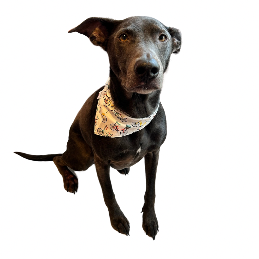 Charity Dog Bandana